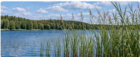 Suomalainen järviranta ja rantakasvillisuutta
